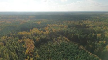 Sonbaharda yukarıdan renkli sonbahar ormanı