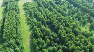 Tipik ağaçların olduğu doğal alan, altın yoğun renkler ve uzun gölgeler. Avrupa 'daki çiftlik köyünde altın saat