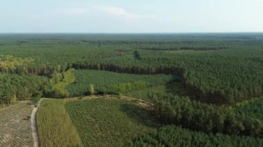 Geniş çam ormanı manzarası havadan çekiliyor