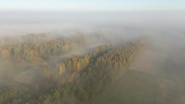 Sabah sisi ormanda yuvarlanıyor