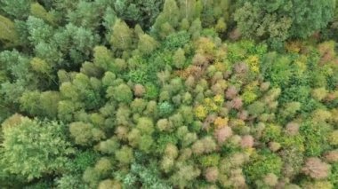 Güneş ışığı altında renkli sonbahar ağaçları