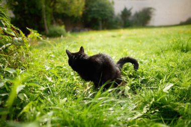 Cat naturally relieving itself in outdoor garden clipart