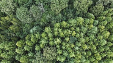 Yoğun yeşil ağaçlar hava perspektifi