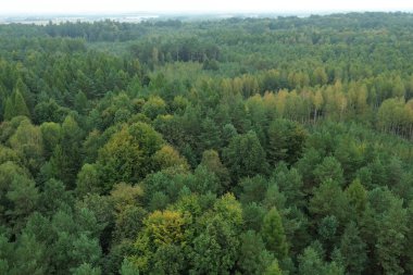 Sonbahar ışığında yeşil ve portakal ağaçları