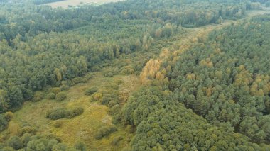 Güneşli sonbahar ormanlarının havadan görünüşü