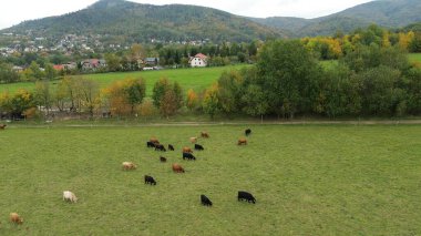 İnekler huzurlu bir tarlada besleniyor..