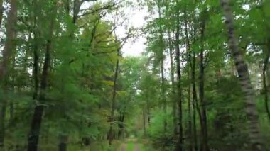 Sessiz ormanda güneşli toprak yol