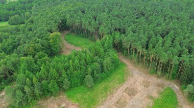 Ağaç kesme endüstrisi temiz bir orman bölgesinde kereste yığını oluşturuyor.