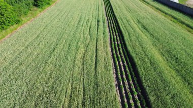 Yukarıdan yeşil tek kültürlü tarım arazisi