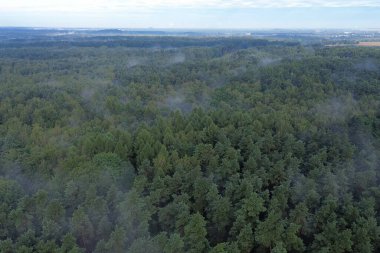 Yoğun sisli ormanın genel görünümü