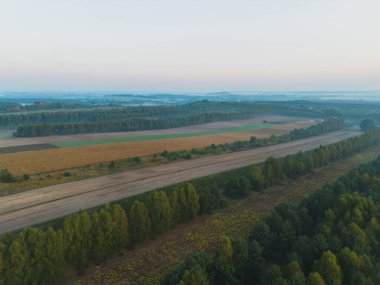 Sabah güneşinde ve sisli havada orman manzarası