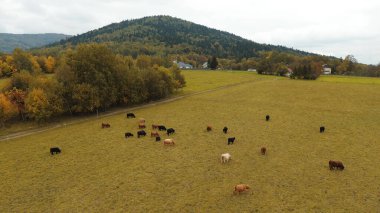 Cattle grazing with mountain view. clipart