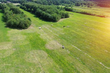 Yukarıdan görülen ineklerle açık alan