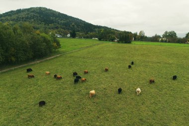Kırsalda boynuzlu İskoçyalı inekler.