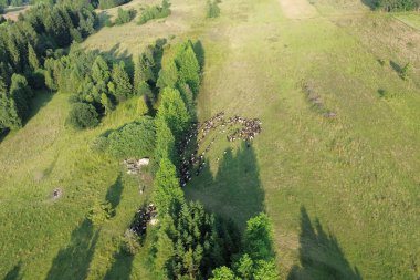 Yamaçta yol kenarında otlayan koyun sürüsü