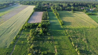 Yaz akşamları yemyeşil orman ve tarlaların havadan görünüşü.