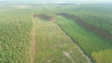 Yeniden yetişmiş çam ormanlarının havadan görünüşü