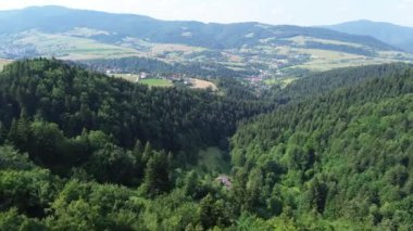 Kalın orman tepe örtüsünün üst manzarası