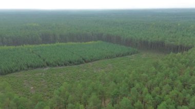 Geniş çam ormanı manzarası havadan çekiliyor