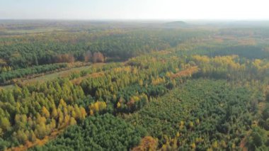 Parlak orman manzaralı sonbahar yaprakları