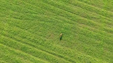 Geniş yeşil tarlada yalnız bir geyik