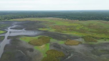 Orman ve kurumuş göl berrak gökyüzünün altında