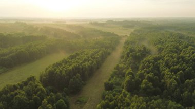 Güneş ışınları sisli orman örtüsünü delip geçer.