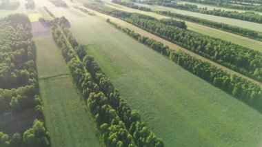 Orman ve çimenlik alanların manzaralı yaz manzarası