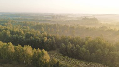 Açık gökyüzünün altında puslu sonbahar ormanı