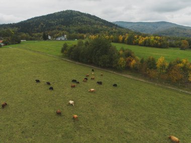 Cows roaming in scenic rural landscape. clipart