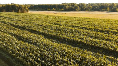 Yukarıdan Yeşil Mısır Tarlası