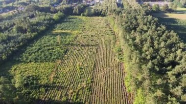 Genişleyen Ormanların Hava Görünümü