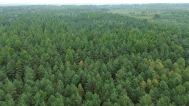 Renkli yaprakları olan manzaralı sonbahar ormanı