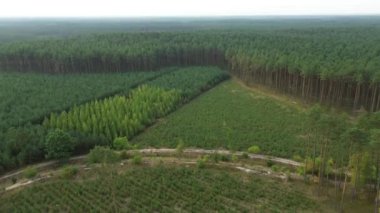 Yeniden yetişmiş çam ormanlarının havadan görünüşü