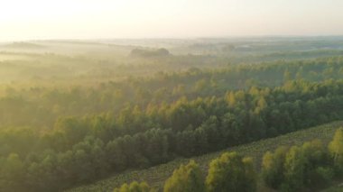 Açık gökyüzünün altında puslu sonbahar ormanı