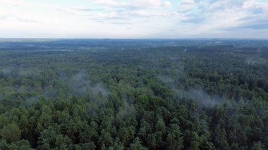 Yeşil orman örtüsü sisle kaplı.