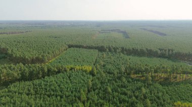İnsansız hava aracı tarafından ele geçirilen yoğun kozalaklı orman