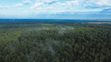 Yoğun sabah sisi ormanı kaplıyor.