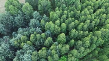 Aşağıya bakan ağaçların havadan görünüşü