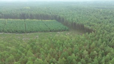 Uçsuz bucaksız yeşil orman.