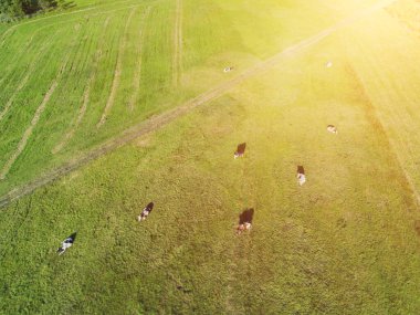 Otlaktaki sığırların en üst görünümü