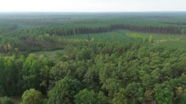 Uçsuz bucaksız yeşil orman plantasyonunun havadan görünüşü