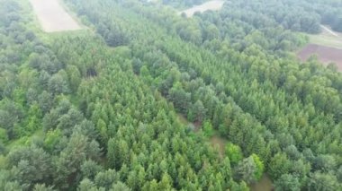 Kalın orman tepe örtüsünün üst manzarası