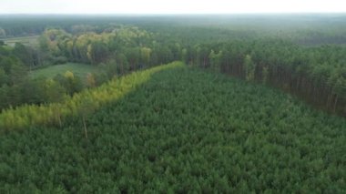 Uçsuz bucaksız yeşil orman.