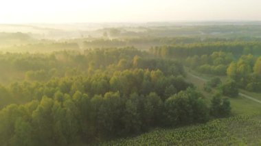 Sonbahar ağaçlarının üzerinde sabah sisi