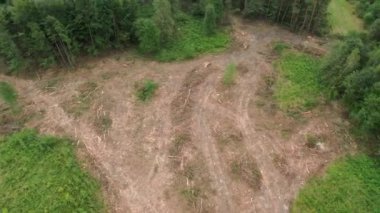 Ormansız bir ormanda istiflenmiş kereste ve kütükler.