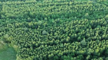 Kırsal alanlarda ve ormanlarda altın saat ışığı