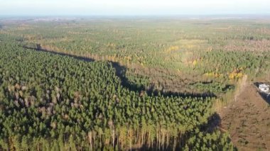 Mevsimler ormanda çıplak ağaçlarla değişir.