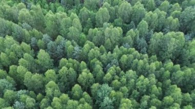 Bereketli orman tepe örtüsünün hava perspektifi