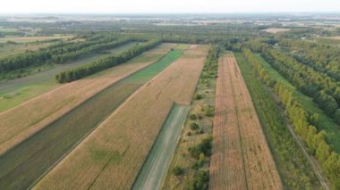 Sonbahar ağaçlarıyla çevrili yeşil çayır.